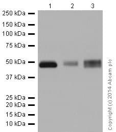 Tpp1 Antibody Epr16537 Ab195234  Western Blot Img58345