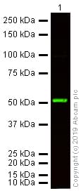 Anti-beta Tubulin antibody - Loading Control(AB6046)