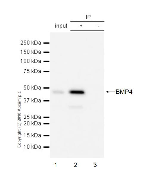 Anti-BMP4 antibody [EPR6211](AB124715)