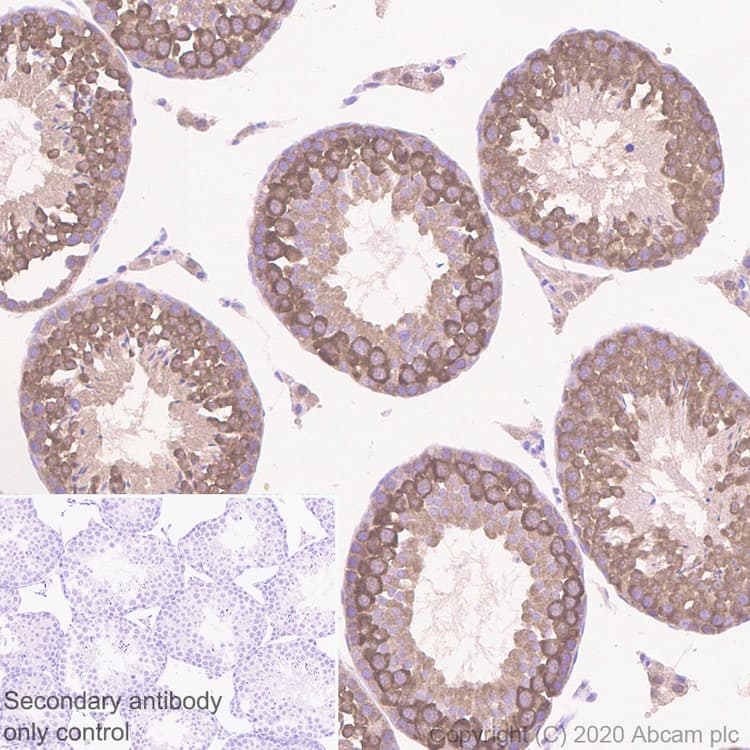 Aven Antibody Epr4720 Ab133285  Immunohistochemistry Formalin Pfa Fixed Paraffin Embedded Sections Img166845