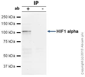 Anti-HIF-1 alpha antibody [H1alpha67](AB1)