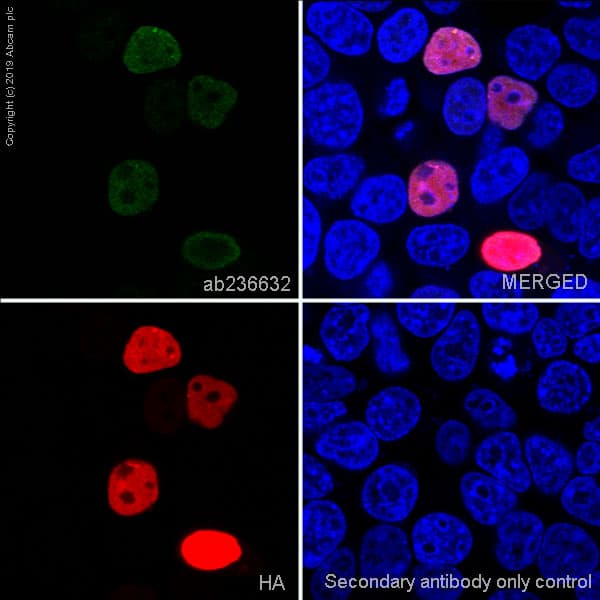Anti-HA tag antibody [EPR22819-101](AB236632)