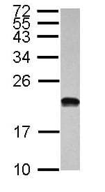 Anti-POLR1D antibody(AB104115)