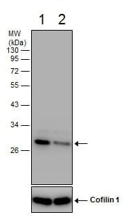 Hmgb1 Antibody N Terminal Ab228624  Western Blot Img156125