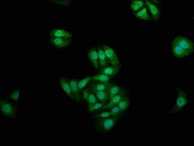Naked1 Antibody Ab237535  Immunocytochemistry Immunofluorescence Img40877