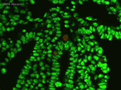 Anti-5-methylcytosine (5-mC) antibody [33D3](AB10805)