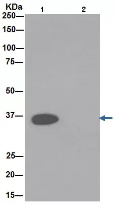 Anti-GAPDH antibody [EPR16891] - Loading Control(AB181602)