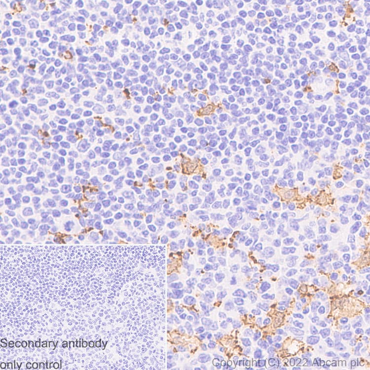 Anti-Iba1 antibody [EPR16588] - Goat IgG (Chimeric) - BSA and Azide free(AB289876)