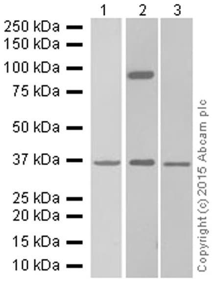 Anti-Syndecan-1 antibody [EPR6454](AB128936)