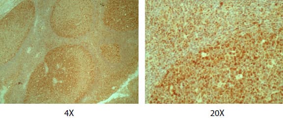 Anti-p95/NBS1 antibody(AB175800)