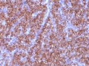 Anti-Chromogranin A antibody [CGA/413] - BSA and Azide free(AB269806)