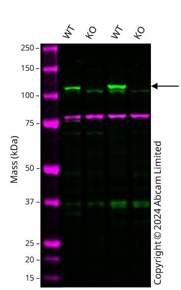 Human Rb1 Knockout Hct116 Cell Line Ab286657  Western Blot Img438851