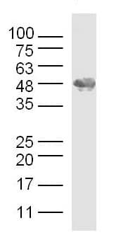 Anti-Osteopontin antibody(AB216406)