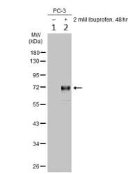 Anti-p75 NGF Receptor antibody(AB227509)