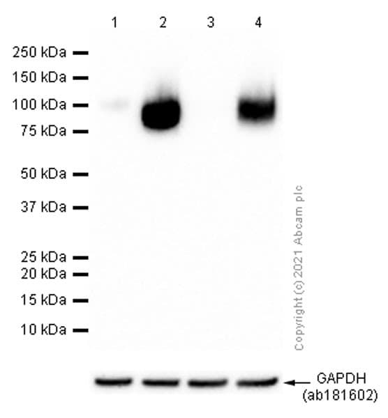 Anti-CD276 antibody [EPNCIR122](AB134161)