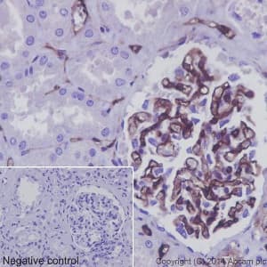 Anti-CD34 antibody [EP373Y](AB81289)