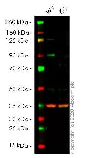 Braf Antibody Ep152y Ab33899  Western Blot Img58154