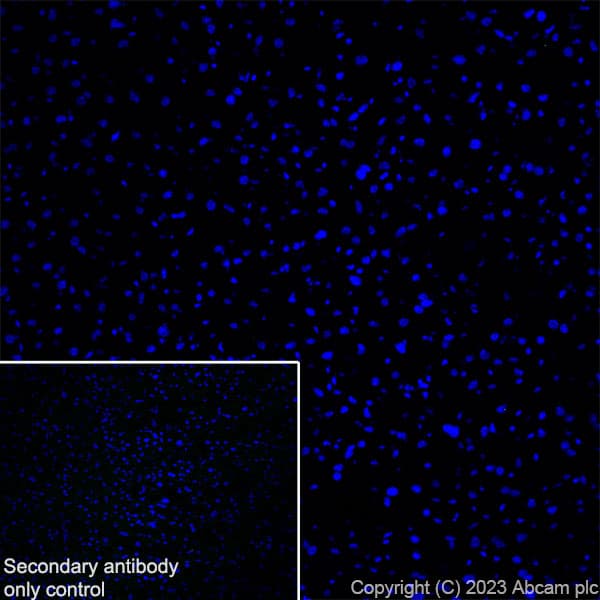 Anti-GPCR GPR17 antibody [EPR26423-34](AB316105)