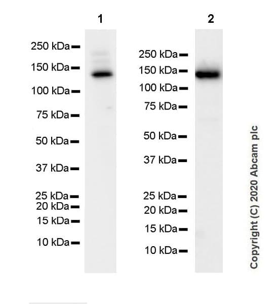 Anti-Collagen I antibody [EPR24331-53](AB270993)