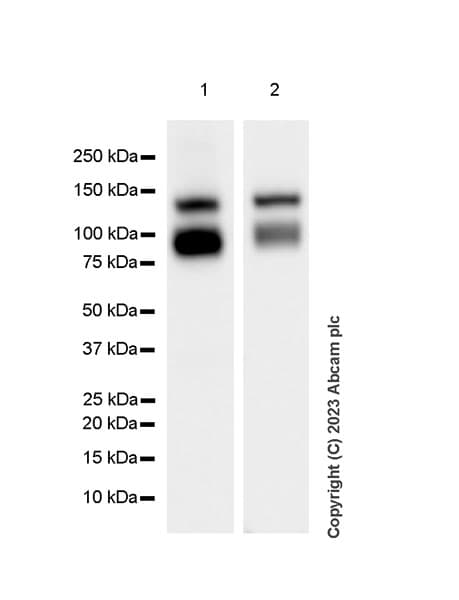 Anti-VE Cadherin antibody [EPR27436-55] - BSA and Azide free(AB313633)