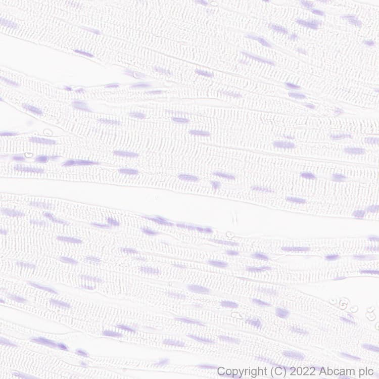 Anti-Aldolase C - C-terminal antibody [EPR26896-2] - BSA and Azide free(AB307413)