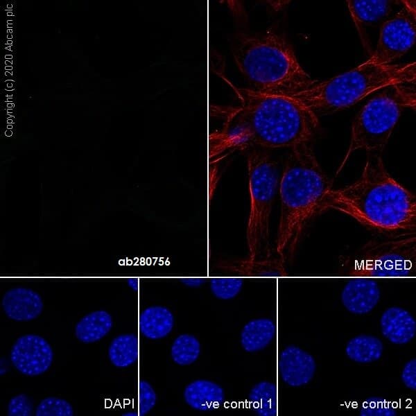 Mouse Igg2c Monoclonal R313 Mouseigg2c Isotype Control Ab280756  Immunocytochemistry Immunofluorescence Img38620