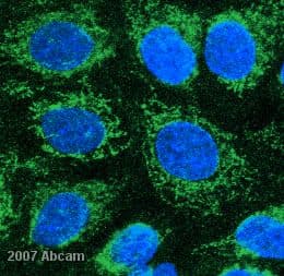 Cox Iv Antibody Mabcam33985 Mitochondrial Marker Ab33985  Immunocytochemistry Immunofluorescence Img128806