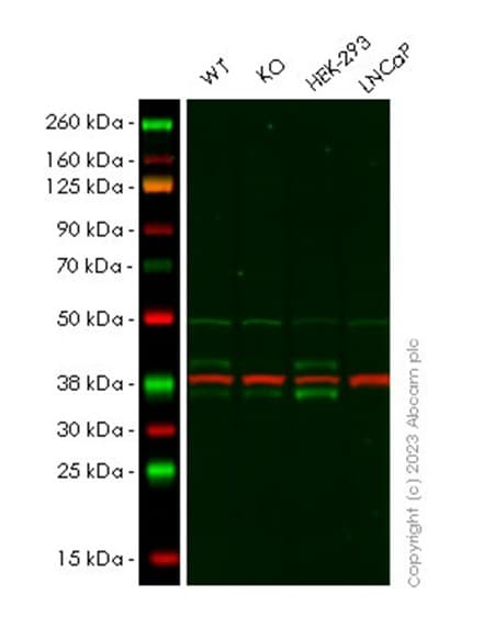 Anti-FCGRT/FCRN antibody [EPR22627-25] - BSA and Azide free(AB256121)
