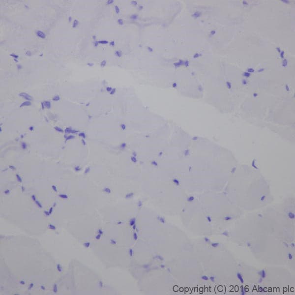 Anti-Cardiac Troponin T antibody [EPR20266] - BSA and Azide free(AB223536)