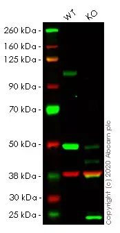 Anti-GAPDH antibody [6C5] - Loading Control(AB8245)