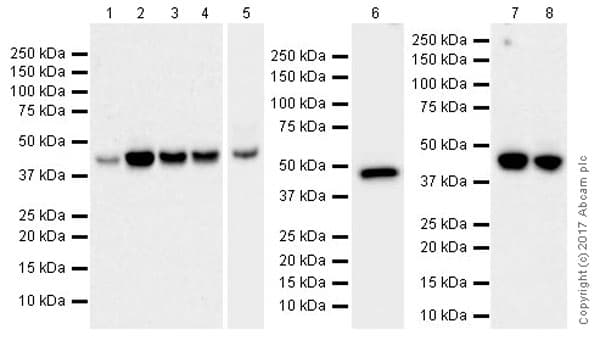 Anti-VEGFA antibody [EPR20705](AB214424)
