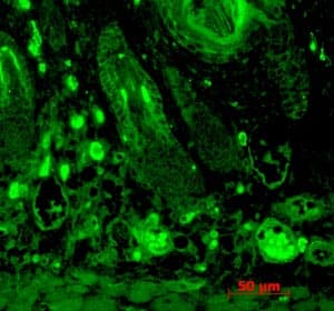 Anti-PSD95 antibody [7E3-1B8] - Synaptic Marker(AB13552)