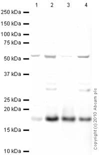 Anti-Histone H2A.X antibody - ChIP Grade(AB20669)