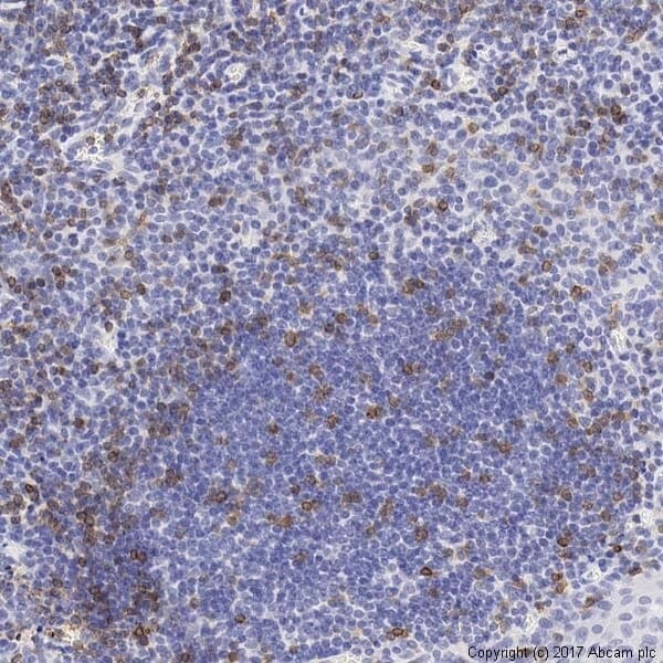 Anti-CD3 epsilon antibody [SP7] - BSA and Azide free(AB205228)