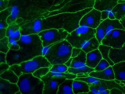 Anti-pan Cadherin antibody [mAbcam22744](AB22744)