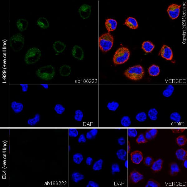 Gpnmb Antibody Epr18226 147 Bsa And Azide Free Ab234529  Immunocytochemistry Immunofluorescence Img38523