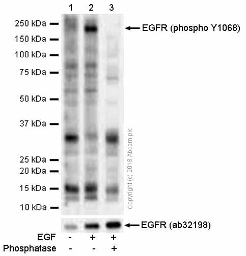 Anti-EGFR (phospho Y1068) antibody [EP774Y](AB40815)