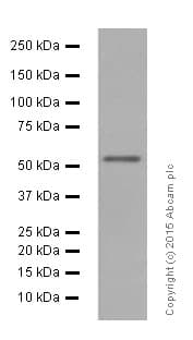Anti-nmt55 / p54nrb antibody [EPR5270](AB133574)