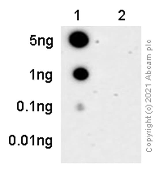 Anti-Tau (phospho S396) antibody [E178](ab32057)