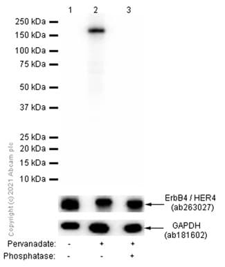 Anti-ErbB4 / HER4 (phospho Y1284) antibody [EPR2273(2)](AB109273)