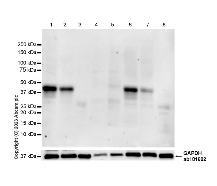Anti-GPCR GPR17 antibody [EPR26423-34](AB316105)