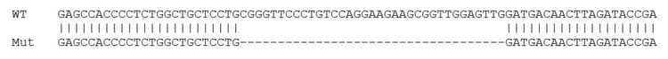 Human Trib3 Knockout Hct116 Cell Line Ab273718  Sanger Sequencing Img410191