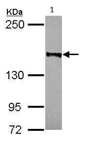 Anti-Rad50 antibody(AB228886)