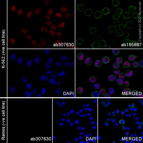 Alexa Fluor® 647 Anti-PRAME antibody [EPR20330](AB307630)