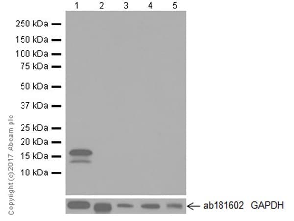 Anti-CDKN2A/p16INK4a antibody [EPR20418](AB211542)