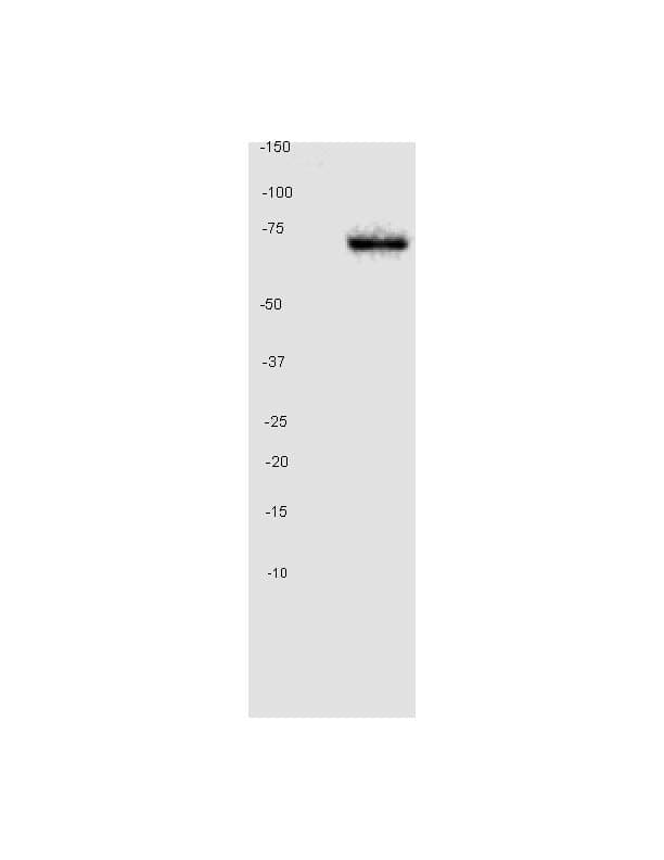 Mouse monoclonal [K-87] to GAD67/GAD1(ab26116)