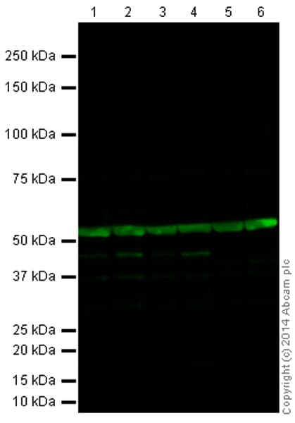 Anti-alpha Tubulin antibody - Microtubule Marker(AB18251)