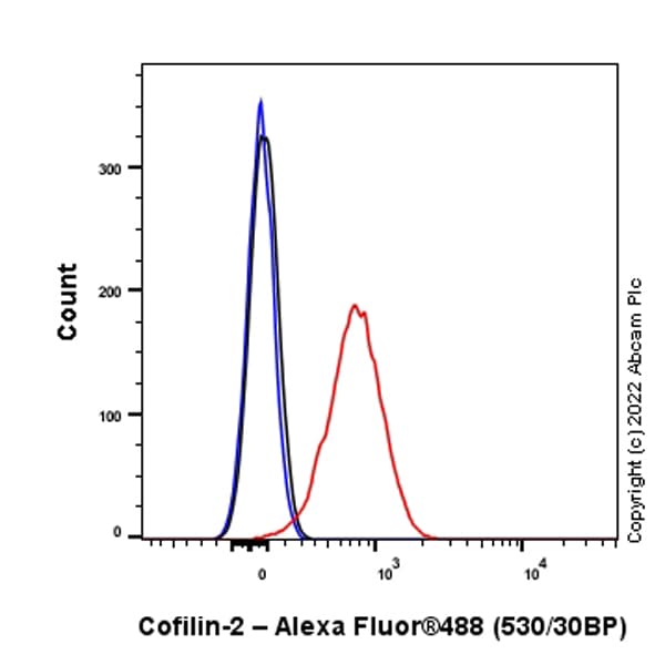 Anti-Cofilin 2 antibody [EPR24519-7](AB300128)