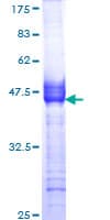 Recombinant Human Muscarinic Acetylcholine Receptor 2/CM2 protein(AB152277)