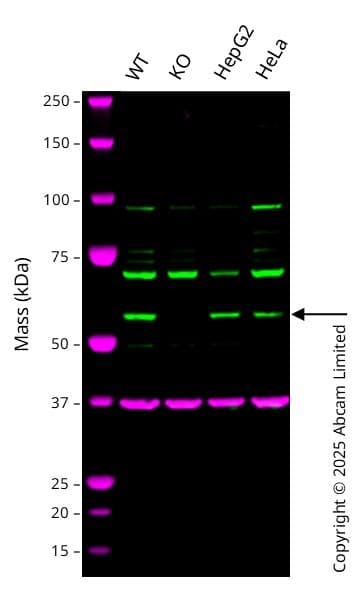 Anti-USP30 antibody [EPR27024-81](AB314749)